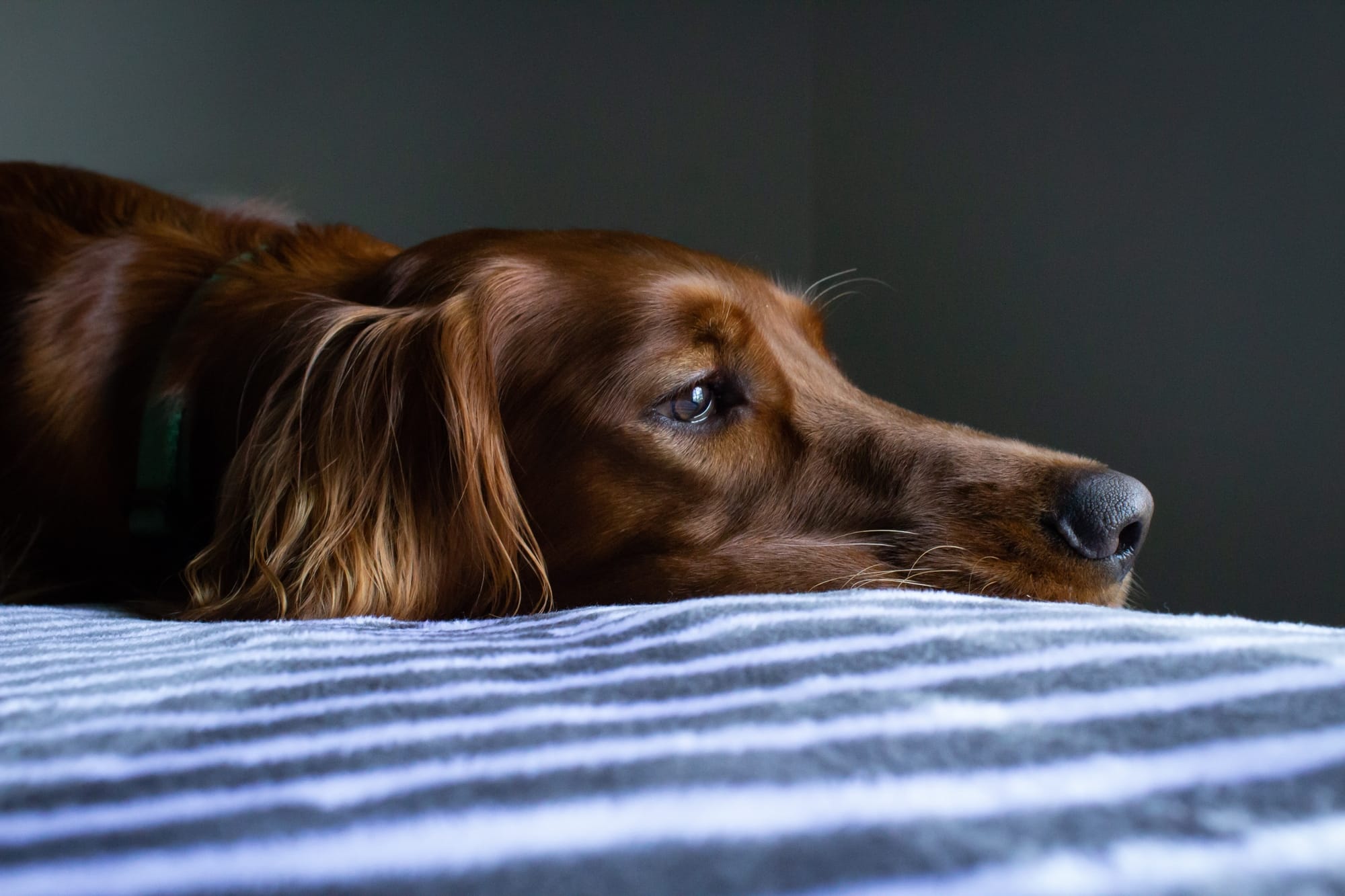 Hund liegt traurig auf dem Bett