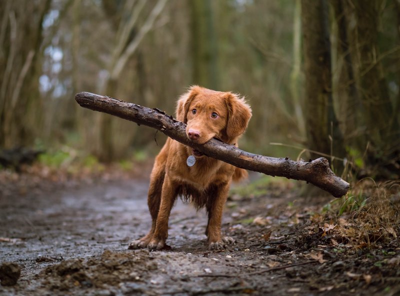 Hund mit Ast im Maul