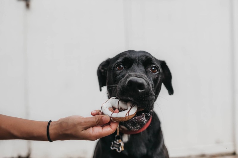 Hund kaut auf Donut