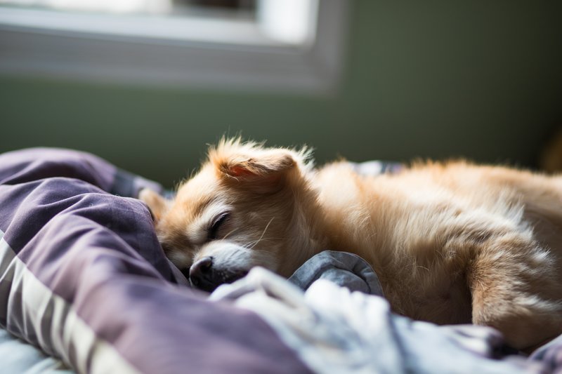 Schlafender Hund
