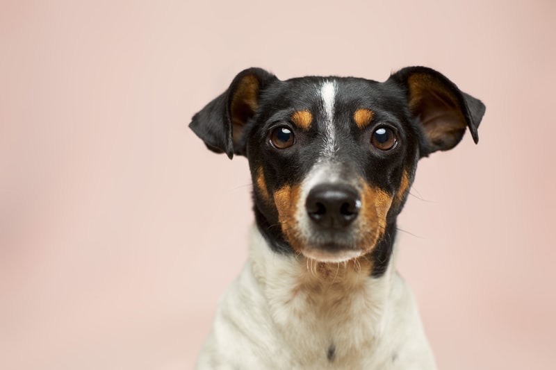 Hund schaut traurig in Kamera