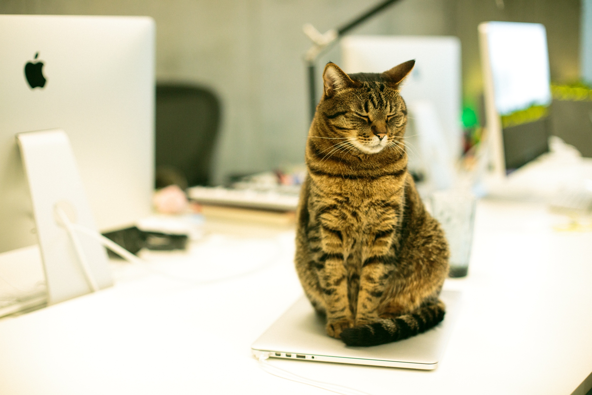 Katze schläft