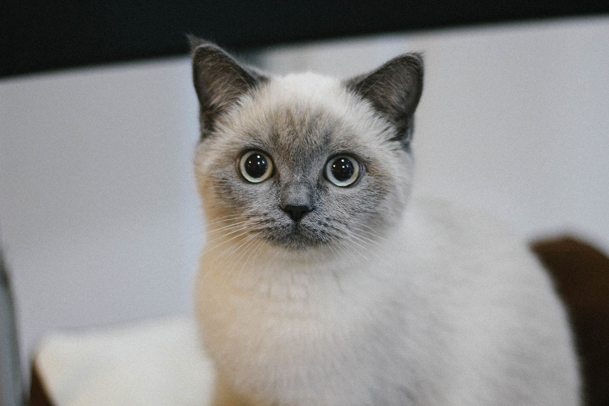 Weiße Katze