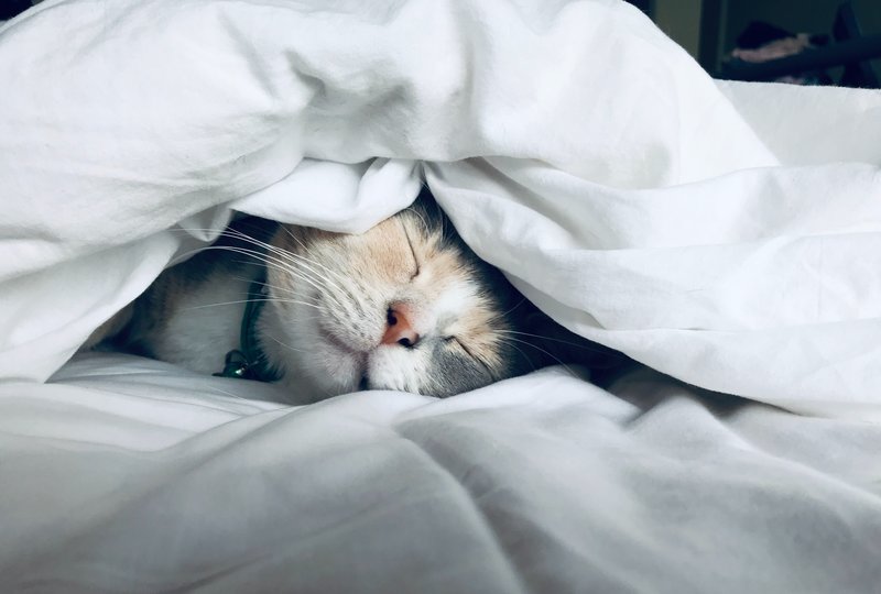 Katze kuschelt unterm Bett