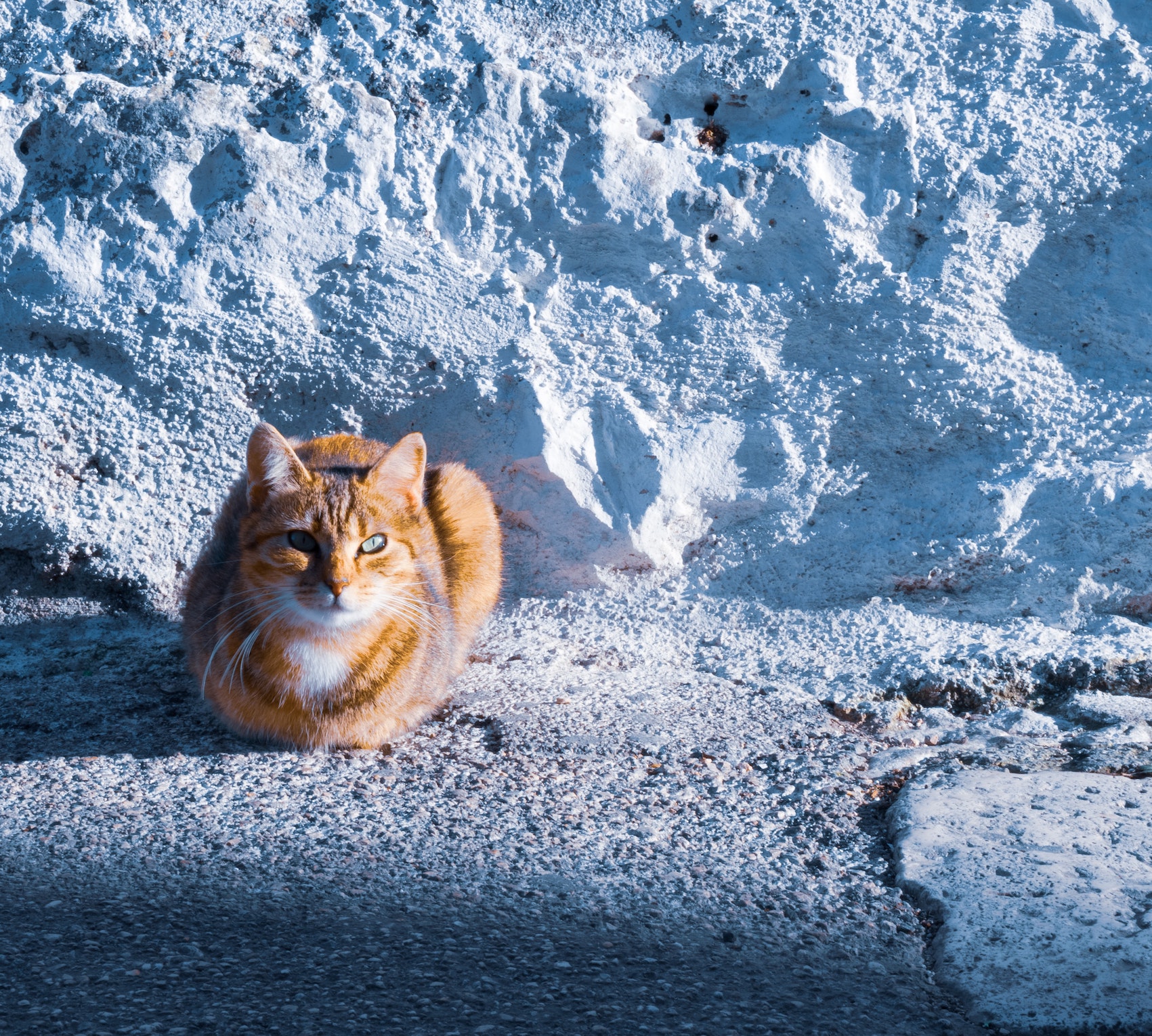 Katze im Schnee