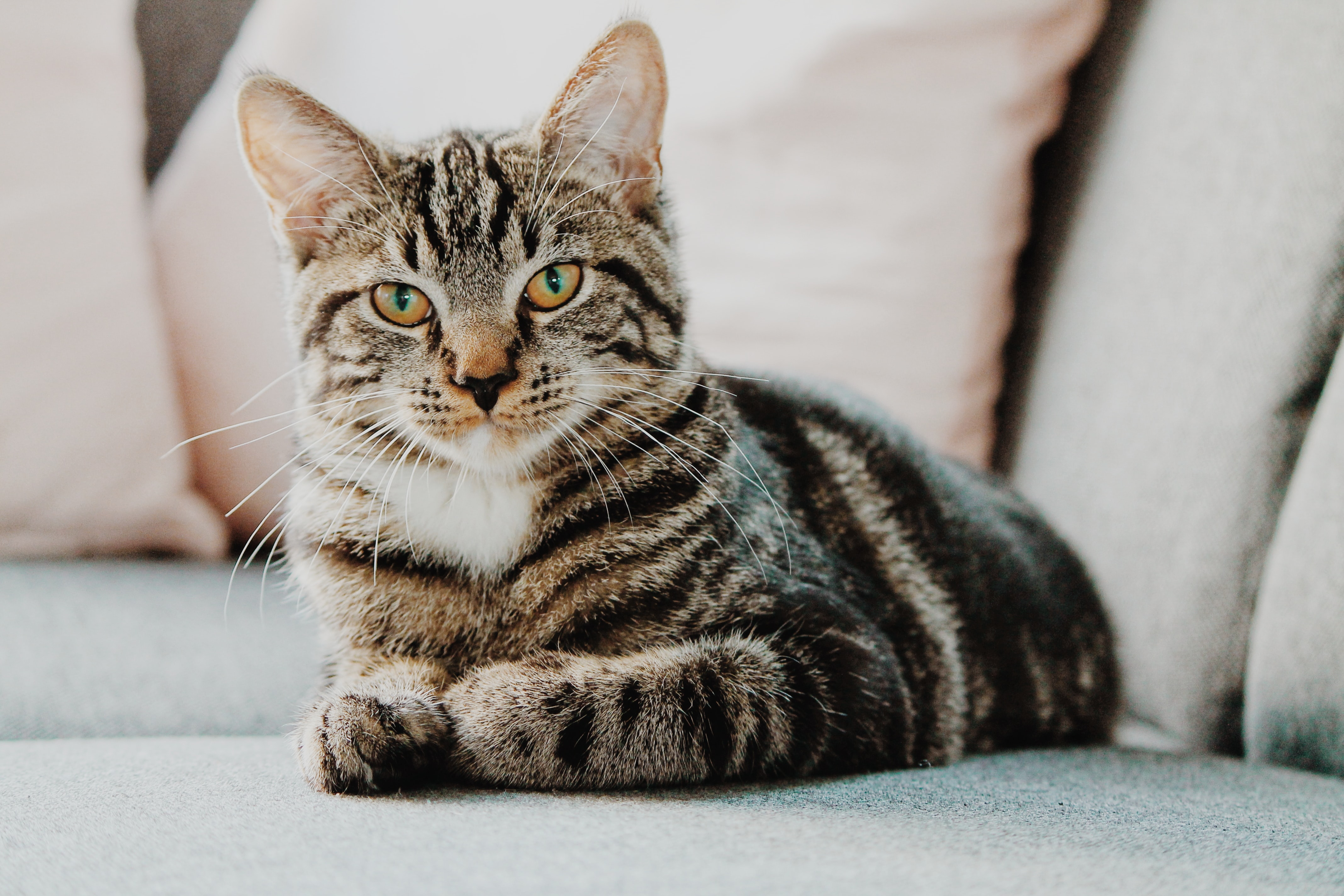 Weiße Katze